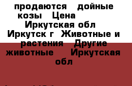 продаются 2 дойные козы › Цена ­ 3 000 - Иркутская обл., Иркутск г. Животные и растения » Другие животные   . Иркутская обл.